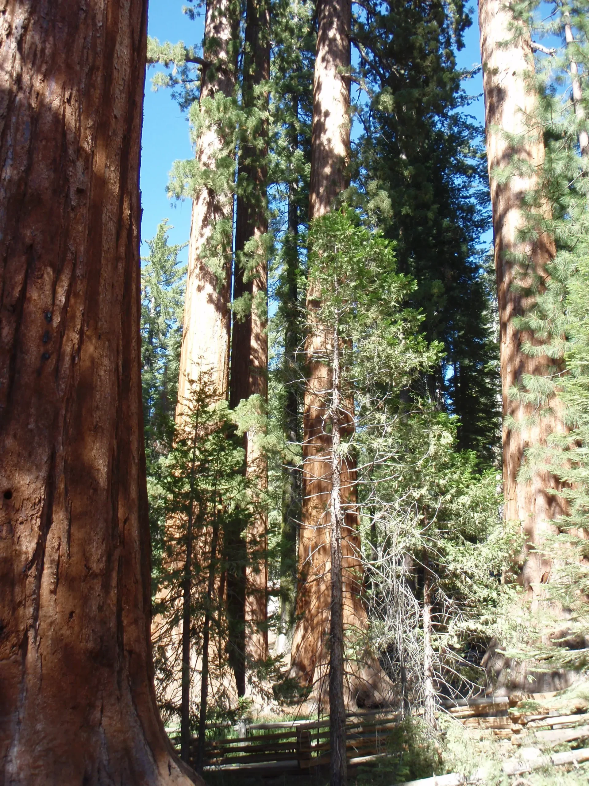 Tall redwood trees reaching toward the sky, symbolizing growth and connection